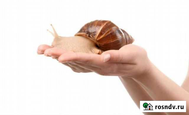 Детки улиток ахатины Санкт-Петербург - изображение 1