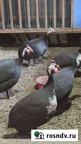 Цесарята 3 месяца Суслонгер - изображение 1