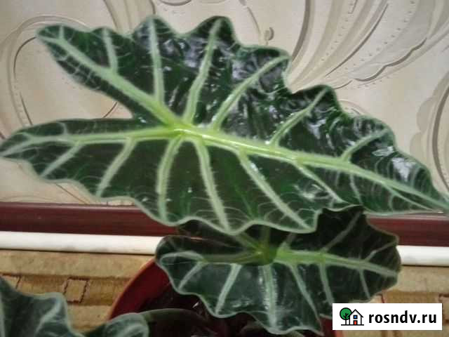 Алоказия, строманта, ирезине Алексин - изображение 1