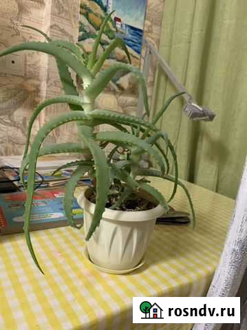 Алоэ лечебный Нижний Новгород - изображение 1