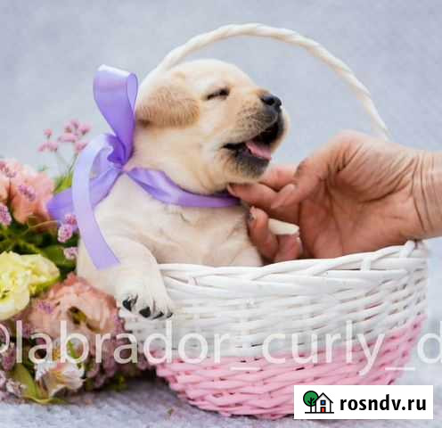 Щенки лабрадора ретривера Ростов-на-Дону - изображение 1