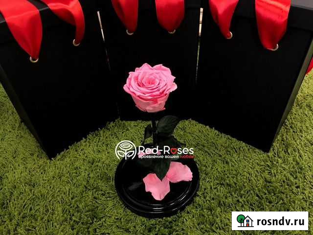 Живая роза в колбе King Size Санкт-Петербург - изображение 1