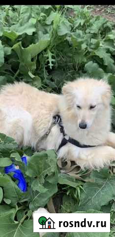 Собака Саратов - изображение 1