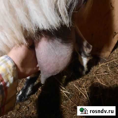 Альпийские козы козочки Мурмино - изображение 1