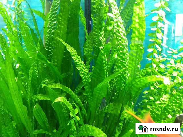 Криптокорина в аквариум Краснокамск - изображение 1