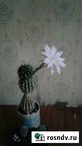 Кактус эхинопсис. Детки Астрахань - изображение 1