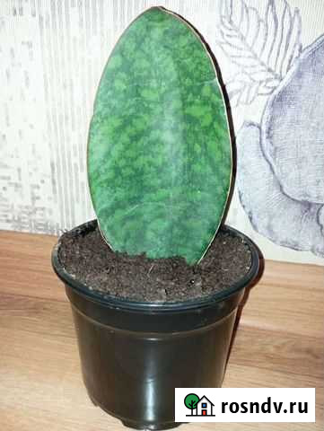 Сансевиерия трифасциата Виктория Смоленск - изображение 1