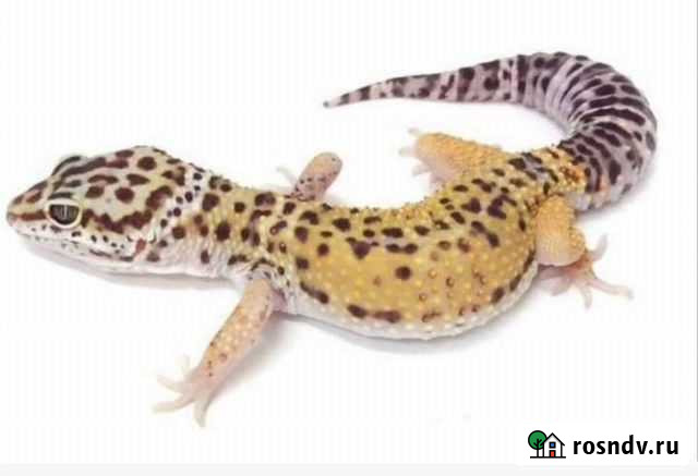 Ящерица эублефар Уфа - изображение 1