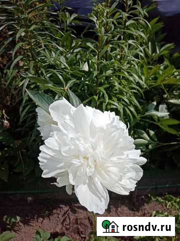 Пионы, крыжовник, ревень, любисток, хрен, мята Санкт-Петербург - изображение 1