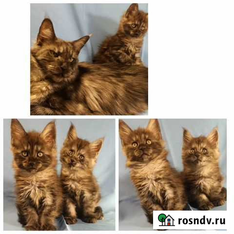 Котята Мейн-кун Москва - изображение 1