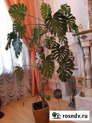 Монстера Геленджик - изображение 1