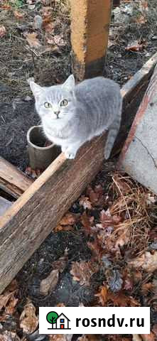 Кошка Долгоруково - изображение 1