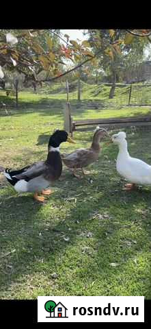 Утки хохлатые Аллерой - изображение 1