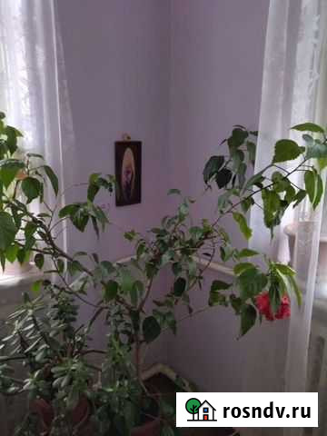 Гибискус Ростов-на-Дону - изображение 1