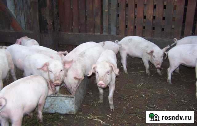 Поросята Ландрас с Крупно белой Жуковка - изображение 1