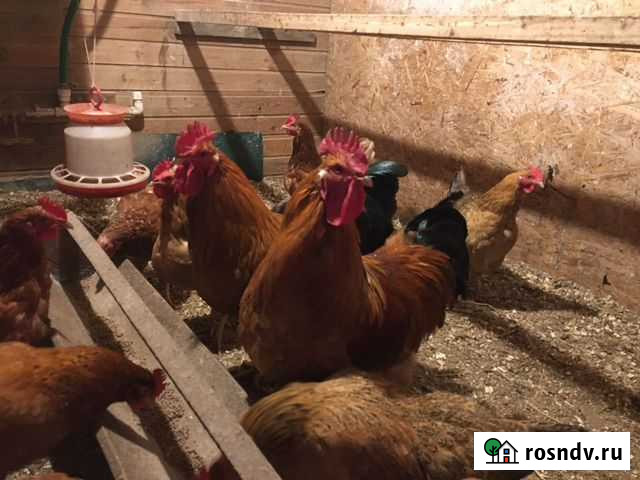 Петух Балашиха - изображение 1