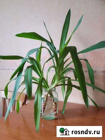 Пальма Юкка Санкт-Петербург - изображение 1