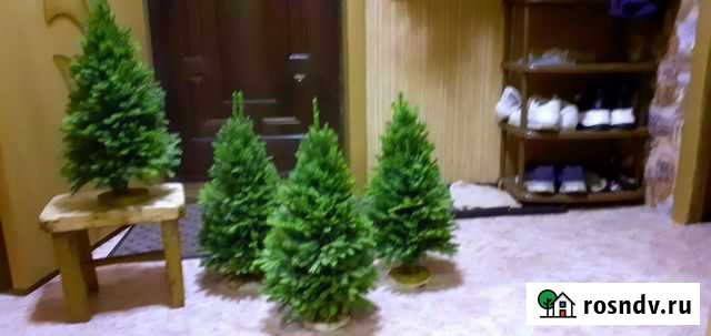 Новогоднии елки. Ручной работы Сызрань - изображение 1