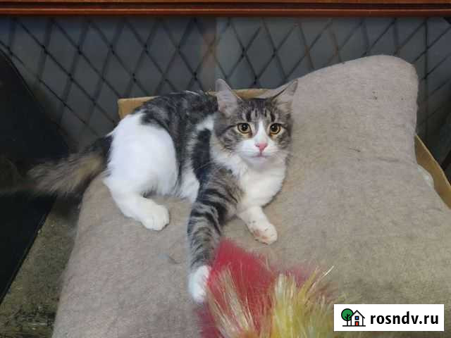 Воображулька ищет дом Саратов - изображение 1