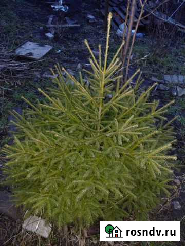 Ель Ростов-на-Дону - изображение 1