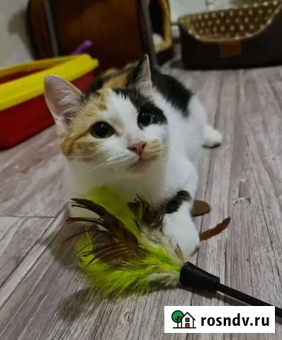 Молоденькая Розмари в дар надёжным хозяевам Россошь - изображение 1