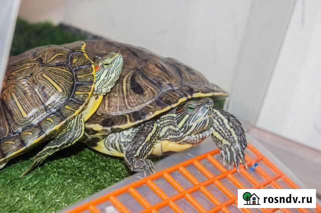 Черепашки Волгодонск - изображение 1