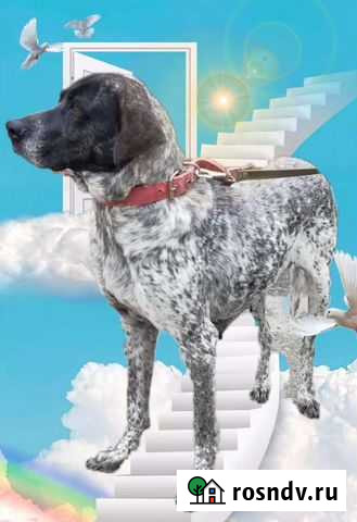 Курцхаар Краснодар - изображение 1