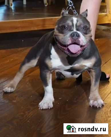 Американский булли вязка Москва - изображение 1