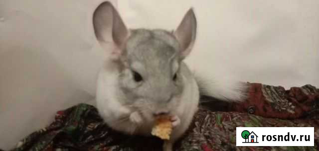 Шиншиллята разных окрасов жомашнее разведение Варениковская - изображение 1