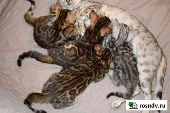 Бенгальская Королев