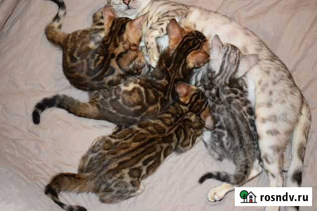 Бенгальская Королев - изображение 1