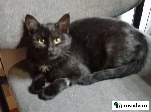 Кошечка 5месяцев в добрые руки Москва - изображение 1