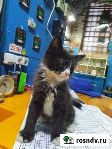 Мальчик котенок Подольск - изображение 1