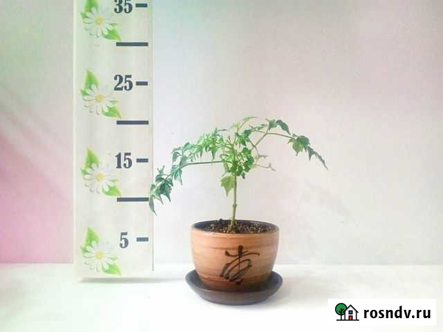 Китайское изумрудное дерево Челябинск - изображение 1