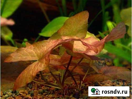 Аквариумные растения, удобрения, сайдекс Киров - изображение 1