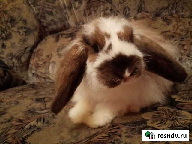 Кролик вислоухий баран 2,5 мес мальчик Владимир - изображение 1