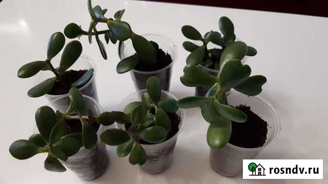 Денежное дерево (толстянка) Сертолово - изображение 1