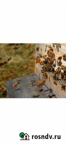 Пчелы, Семьи пчёл, продам Никольск - изображение 1