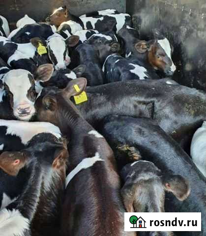 Бычки и телочки до 3 месяца Кропоткин - изображение 1