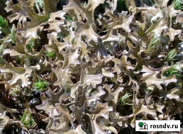 Исландский мох, или цетрария исландская Санкт-Петербург - изображение 1