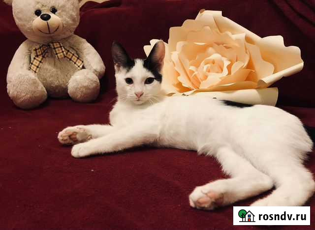 Котенок в добрые руки Аксай - изображение 1