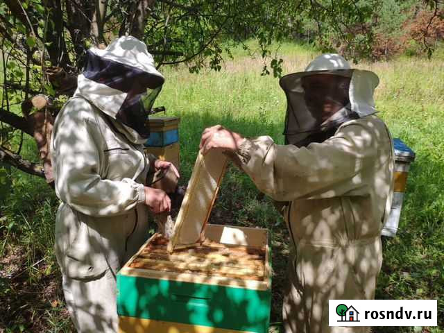 Мёд с личной пасеки Котельники - изображение 1