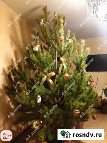 Пышная новогодняя сосна Москва - изображение 1