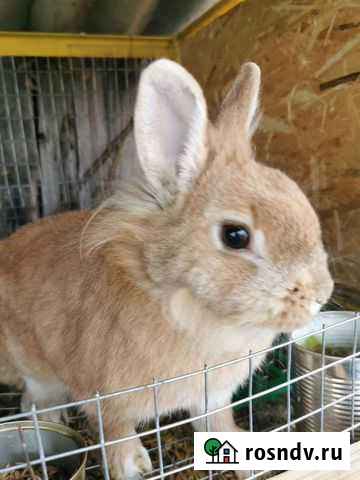 Декоративные кролики Майкоп - изображение 1
