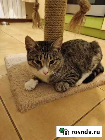 Кот Василий ищет дом Чехов - изображение 1