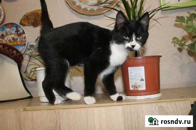 Котенок Супсех - изображение 1