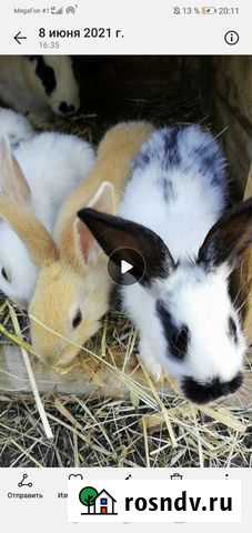Кролики Ачинск - изображение 1