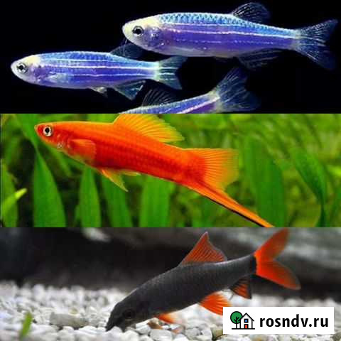 Рыбки Илек - изображение 1