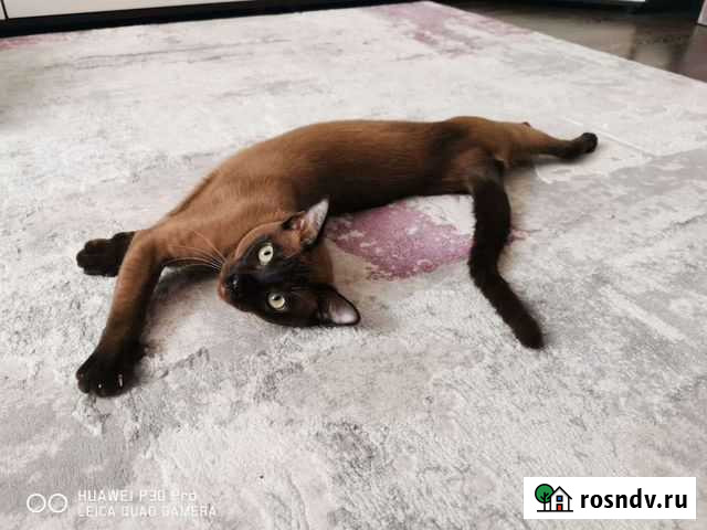 Вязка бурманский кот Лыткарино - изображение 1