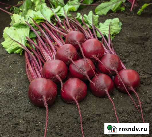 Свекла оптом Коммунарка - изображение 1